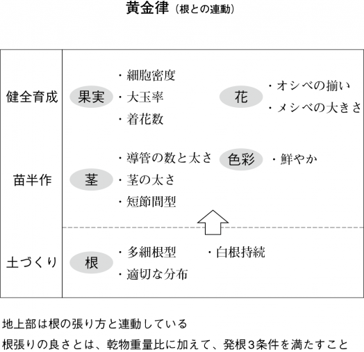 黄金律（根との連動）